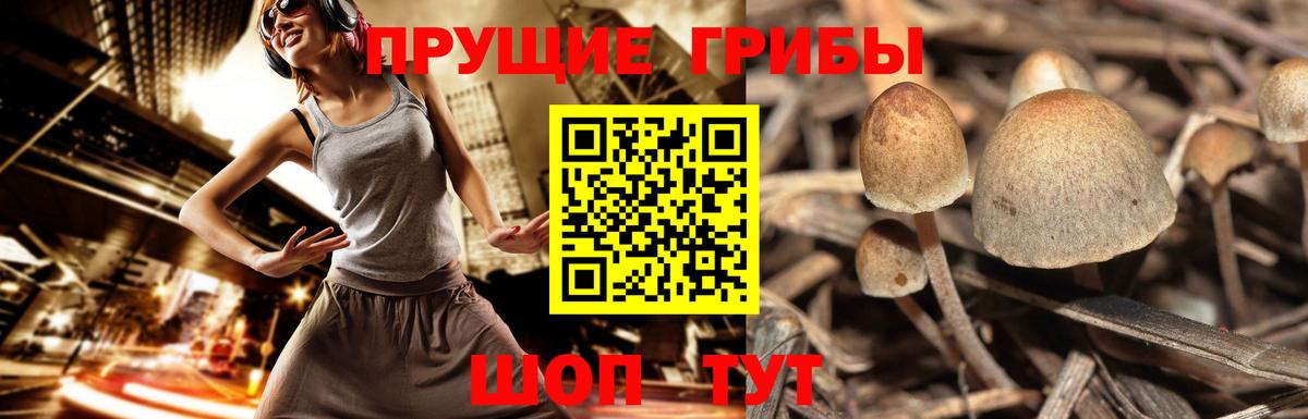 Псилоцибиновые грибы Magic Shrooms  Вход с VPN  Северск 